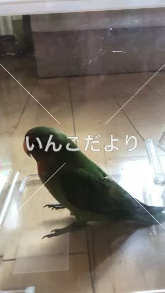 保護鳥の写真