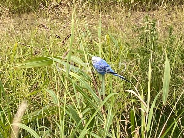 迷い鳥の写真