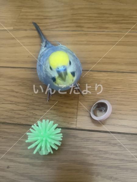 迷い鳥の写真