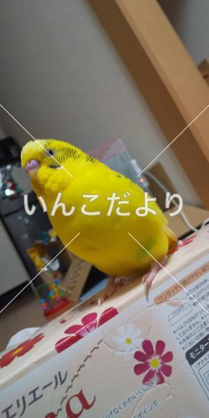 迷い鳥の写真