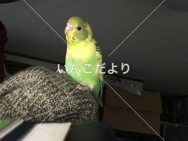 迷い鳥の写真