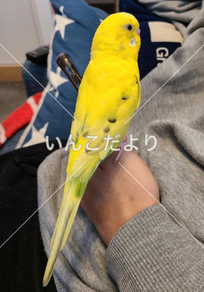 迷い鳥の写真