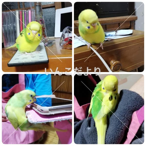 迷い鳥の写真