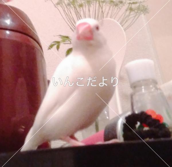 迷い鳥の写真