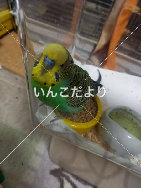 保護鳥の写真
