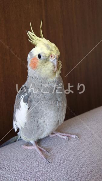 迷い鳥の写真