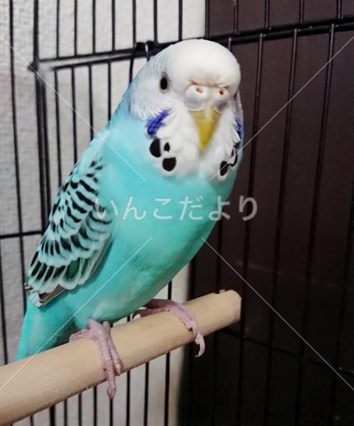 保護鳥の写真