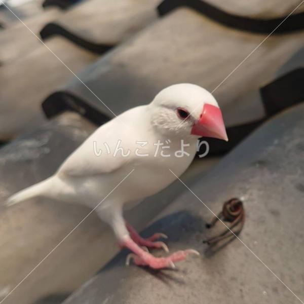 保護鳥の写真