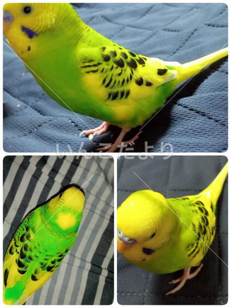 迷い鳥の写真
