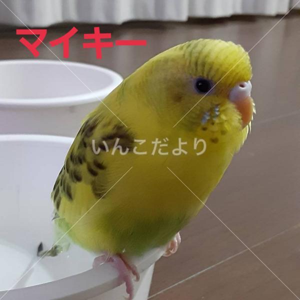 迷い鳥の写真