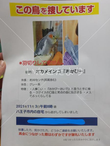 迷い鳥の写真