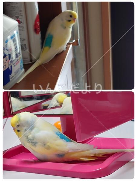 迷い鳥の写真