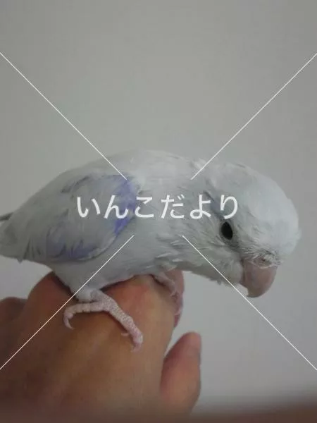 迷い鳥の写真