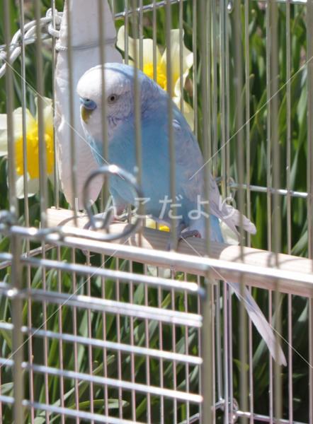 迷い鳥の写真
