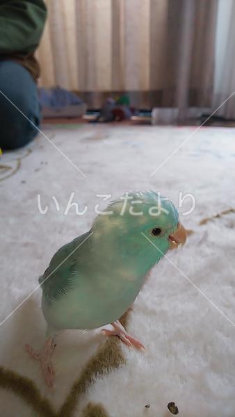 迷い鳥の写真