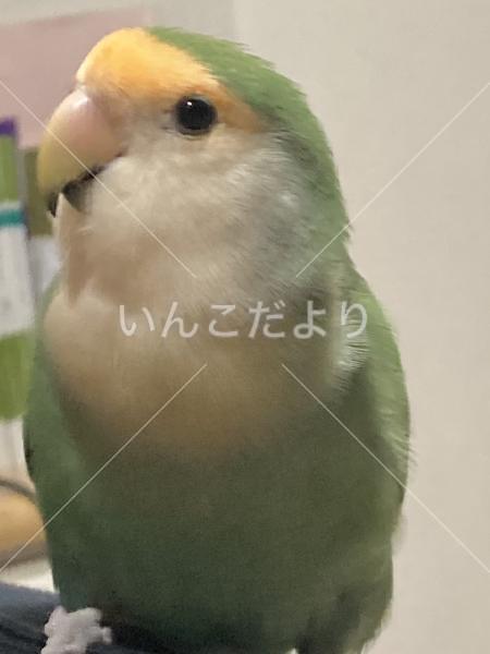 迷い鳥の写真