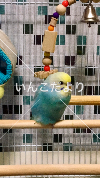 迷い鳥の写真