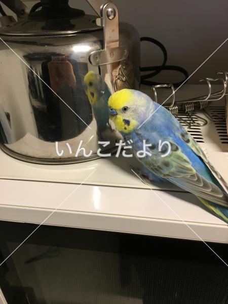 迷い鳥の写真