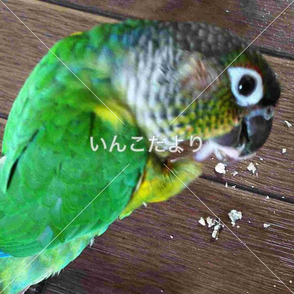 迷い鳥の写真