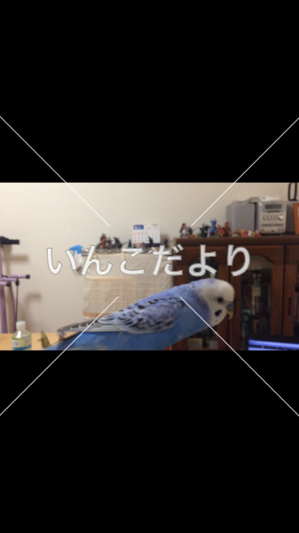 迷い鳥の写真