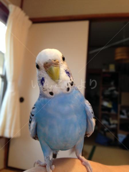 迷い鳥の写真