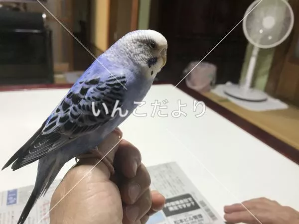 保護鳥の写真