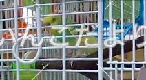 迷い鳥の写真