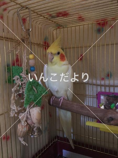 迷い鳥の写真