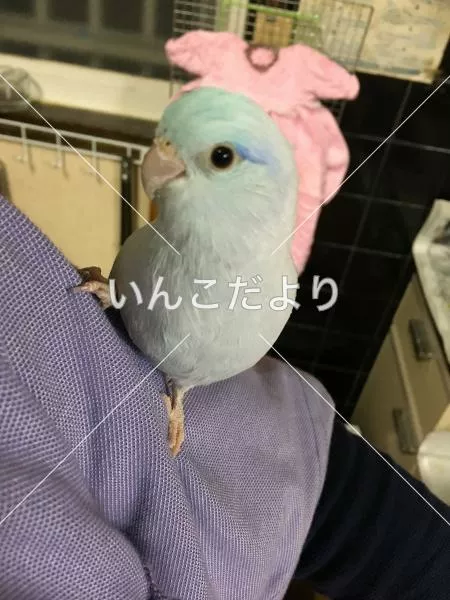 迷い鳥の写真