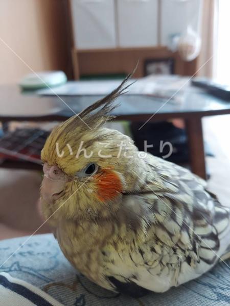 迷い鳥の写真