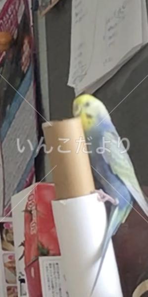 迷い鳥の写真