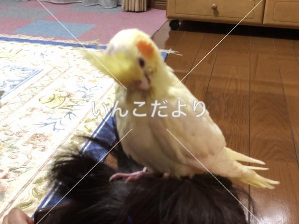 迷い鳥の写真