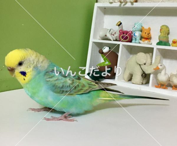 迷い鳥の写真
