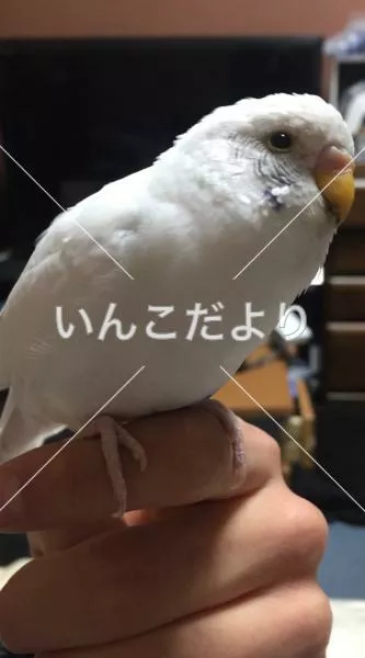 保護鳥の写真