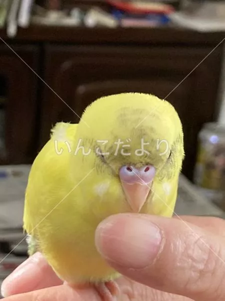 保護鳥の写真
