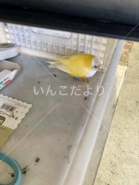 保護鳥の写真