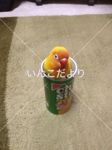 迷い鳥の写真