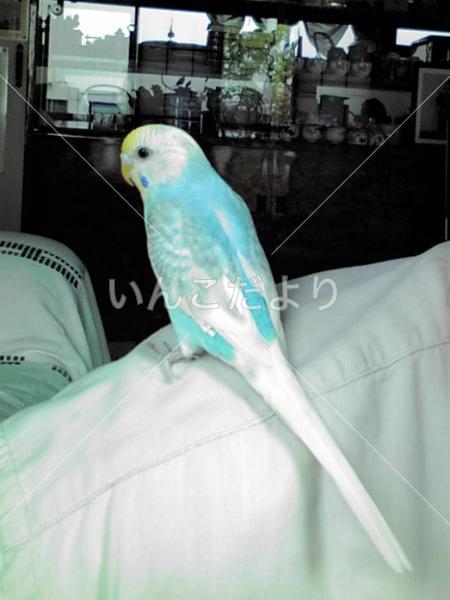 迷い鳥の写真
