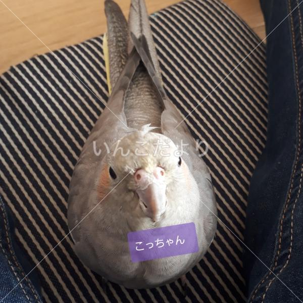 迷い鳥の写真