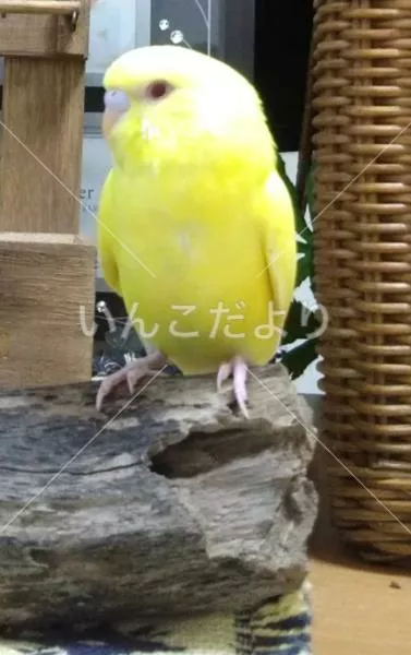 迷い鳥の写真
