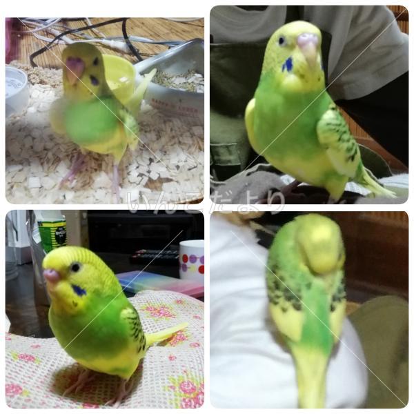 迷い鳥の写真