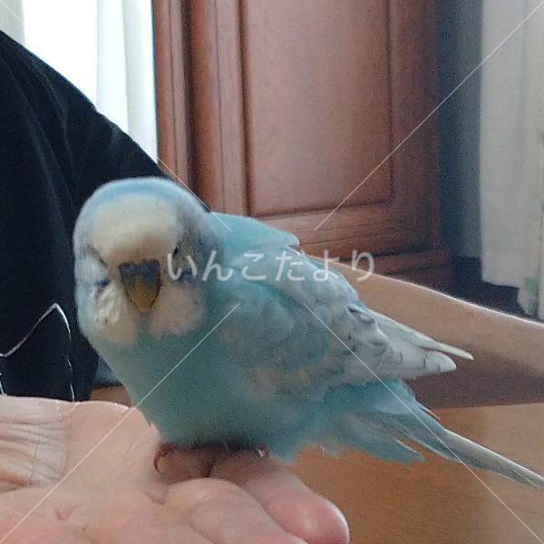 保護鳥の写真