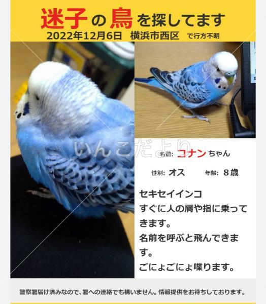 迷い鳥の写真