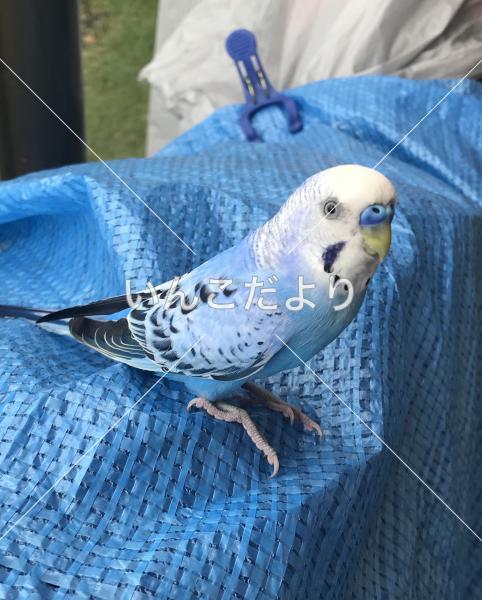 保護鳥の写真