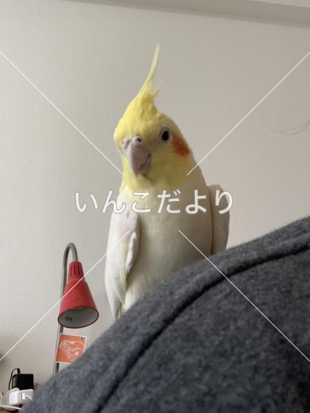 迷い鳥の写真