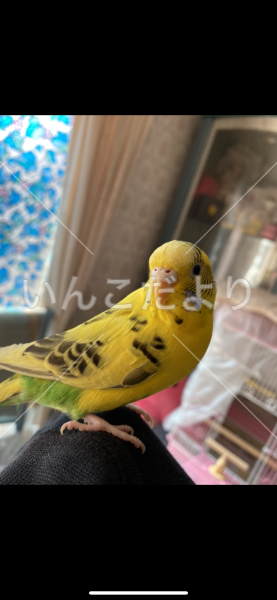 迷い鳥の写真