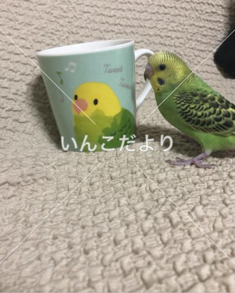 迷い鳥の写真