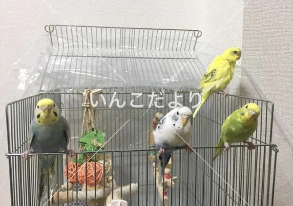 迷い鳥の写真