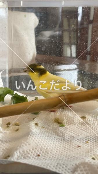 保護鳥の写真