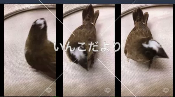 保護鳥の写真